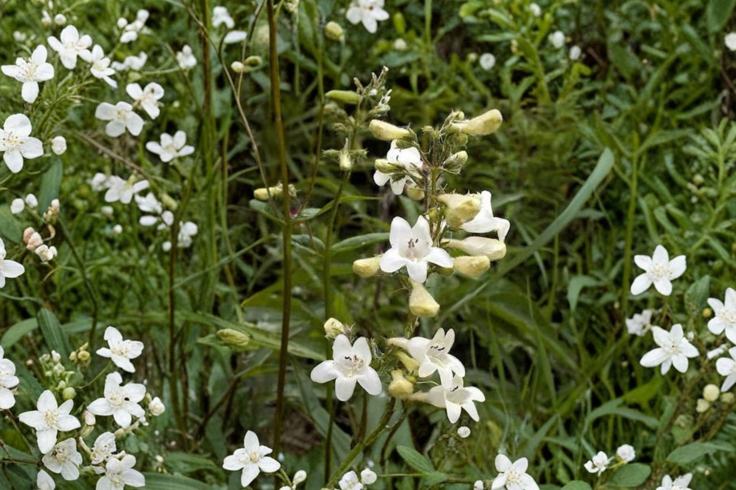 Foxglove Beardtongue Live Plant | Penstemon digitalis | Native Pollinator Perennial Starter Plant