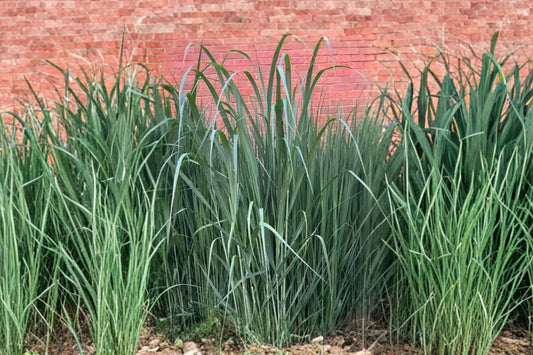 Switch Grass Live Plant | Panicum virgatum | Native Ornamental Grass Starter Plant | Dormant