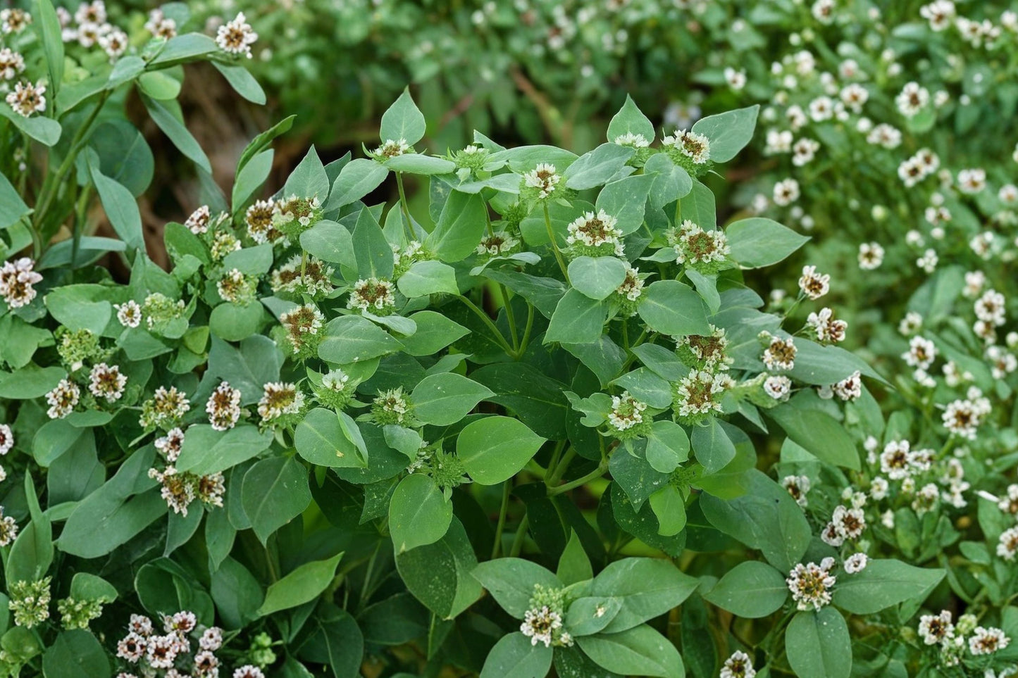 Clustered Mountain Mint Live Plant | Pycnanthemum muticum | Native Pollinator Herb Starter Plant