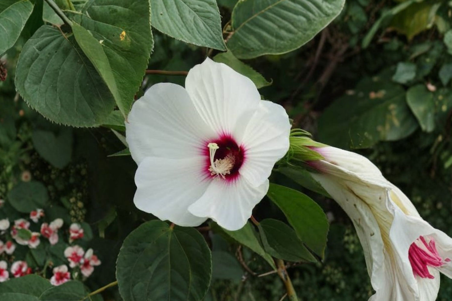 Rose Mallow Live Plant | Hibiscus laevis | Native Pollinator Perennial Starter Plant