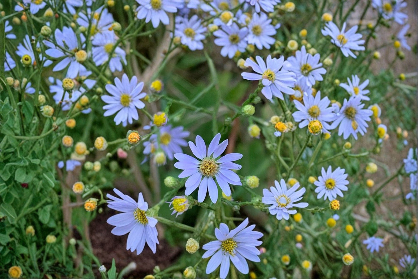 Sky Blue Aster Live Plant | Symphyotrichum oolentangiense | Native Pollinator Perennial Starter Plant
