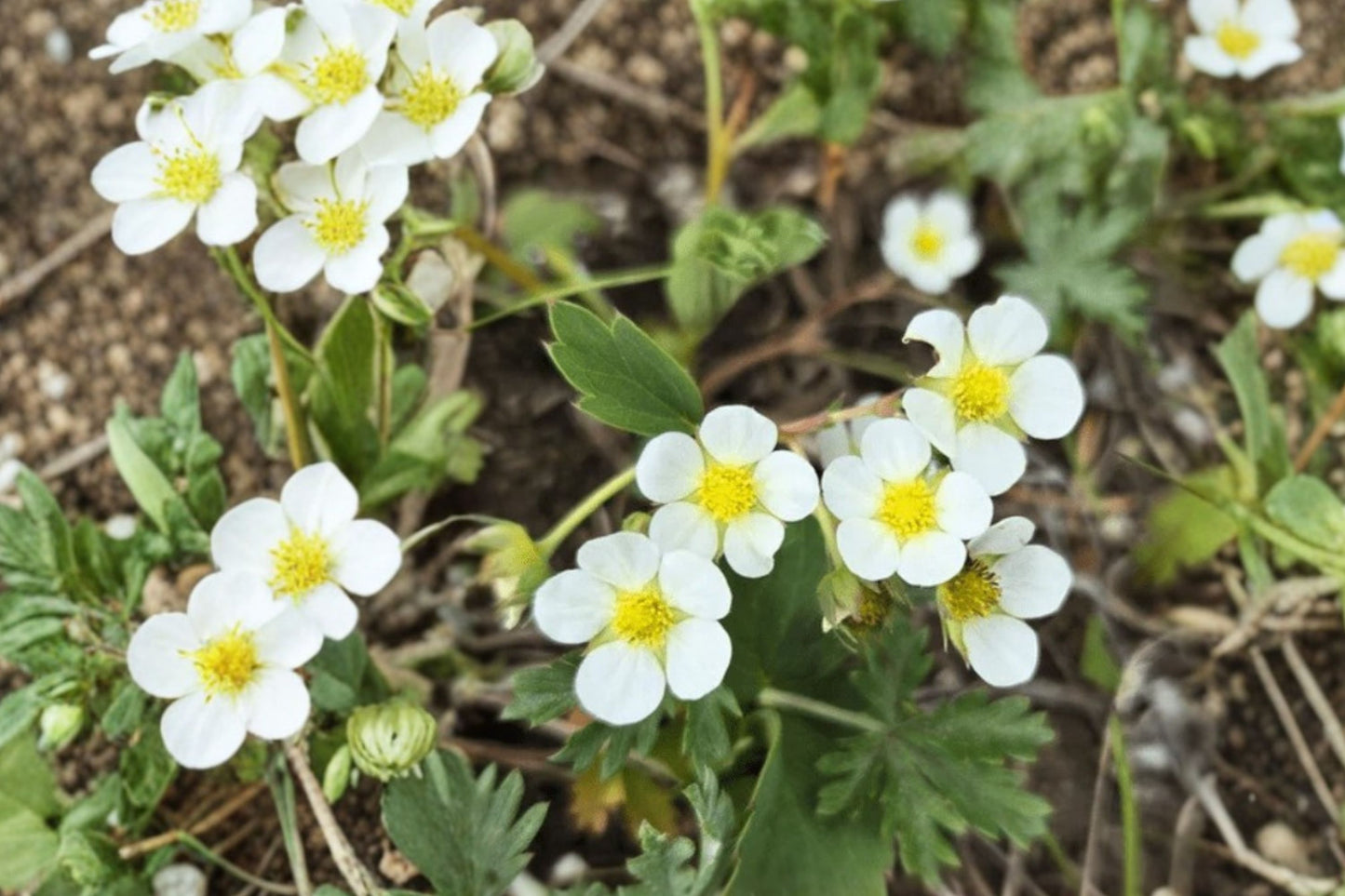 Wild Strawberry Live Plant | Fragaria virginiana | Native Ground Cover & Pollinator Starter Plant