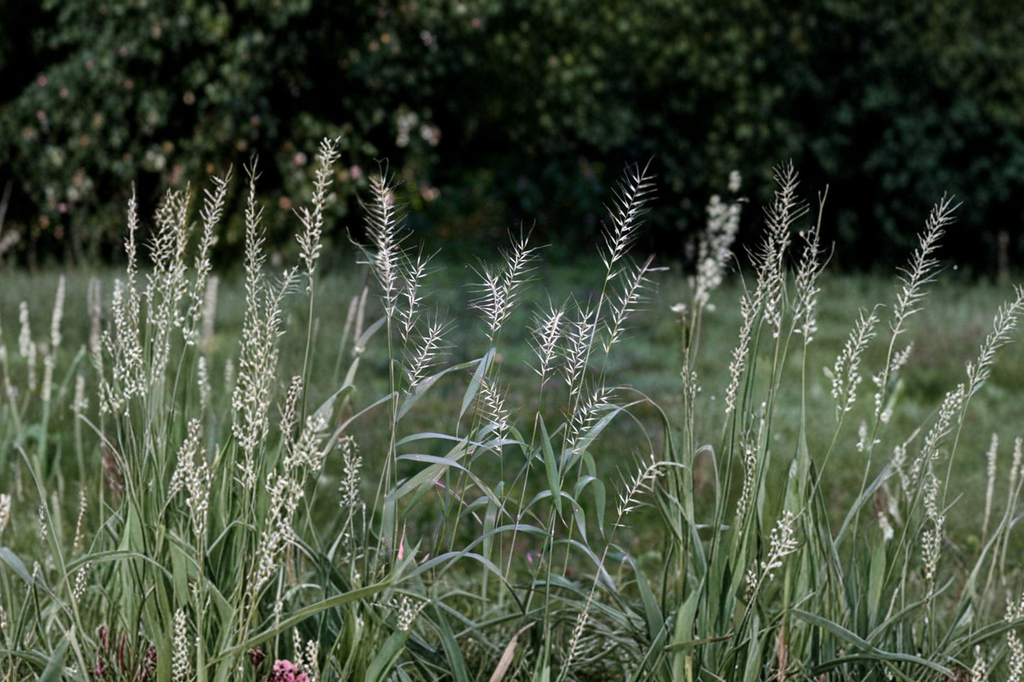 Bottlebrush Grass Live Plant | Elymus hystrix | Native Woodland Ornamental Grass Starter Plant