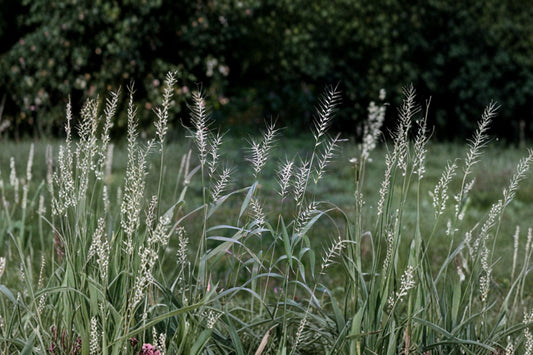 Bottlebrush Grass Live Plant | Elymus hystrix | Native Woodland Ornamental Grass Starter Plant