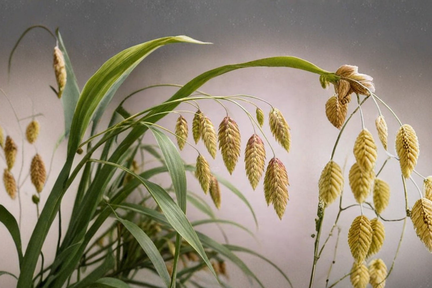 River Oats Live Plant | Chasmanthium latifolium | Native Ornamental Grass Starter Plant