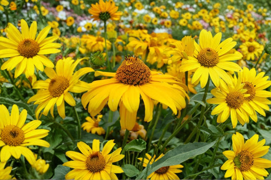 Ox-Eye Sunflower Live Plant | Heliopsis helianthoides | Native Pollinator Perennial Starter Plant
