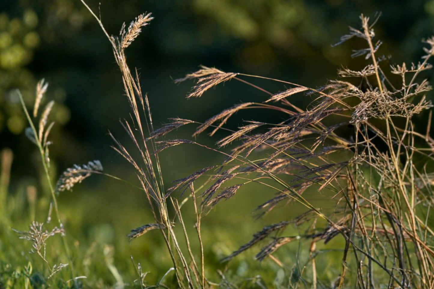 Big Bluestem Live Plant | Andropogon gerardii | Native Prairie Grass Starter Plant