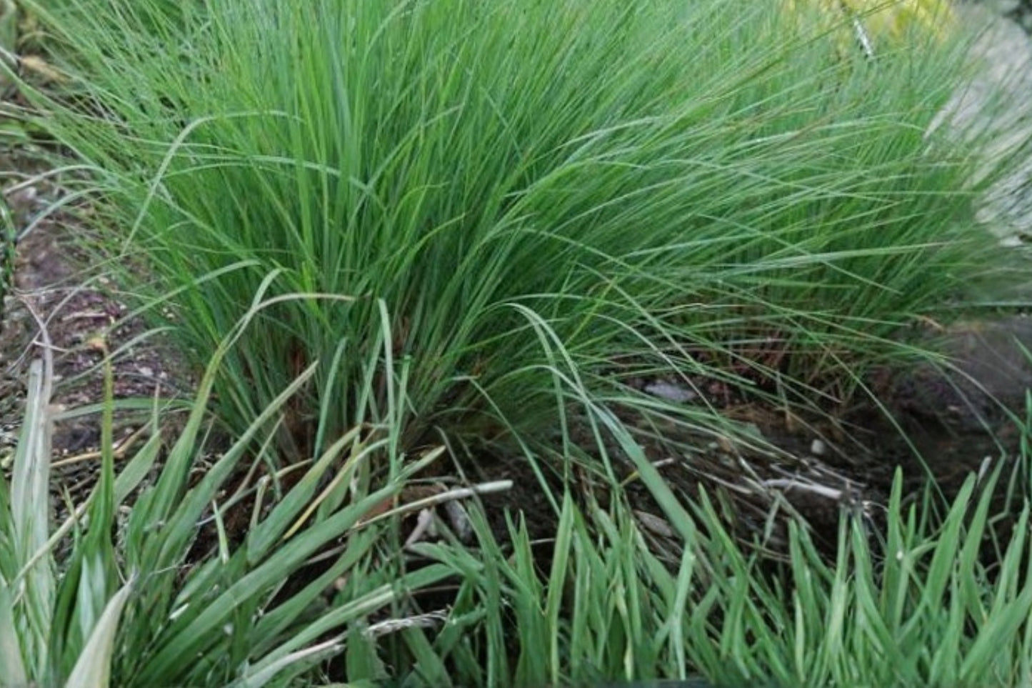 Little Bluestem Live Plant | Schizachyrium scoparium | Native Prairie Grass Starter Plant
