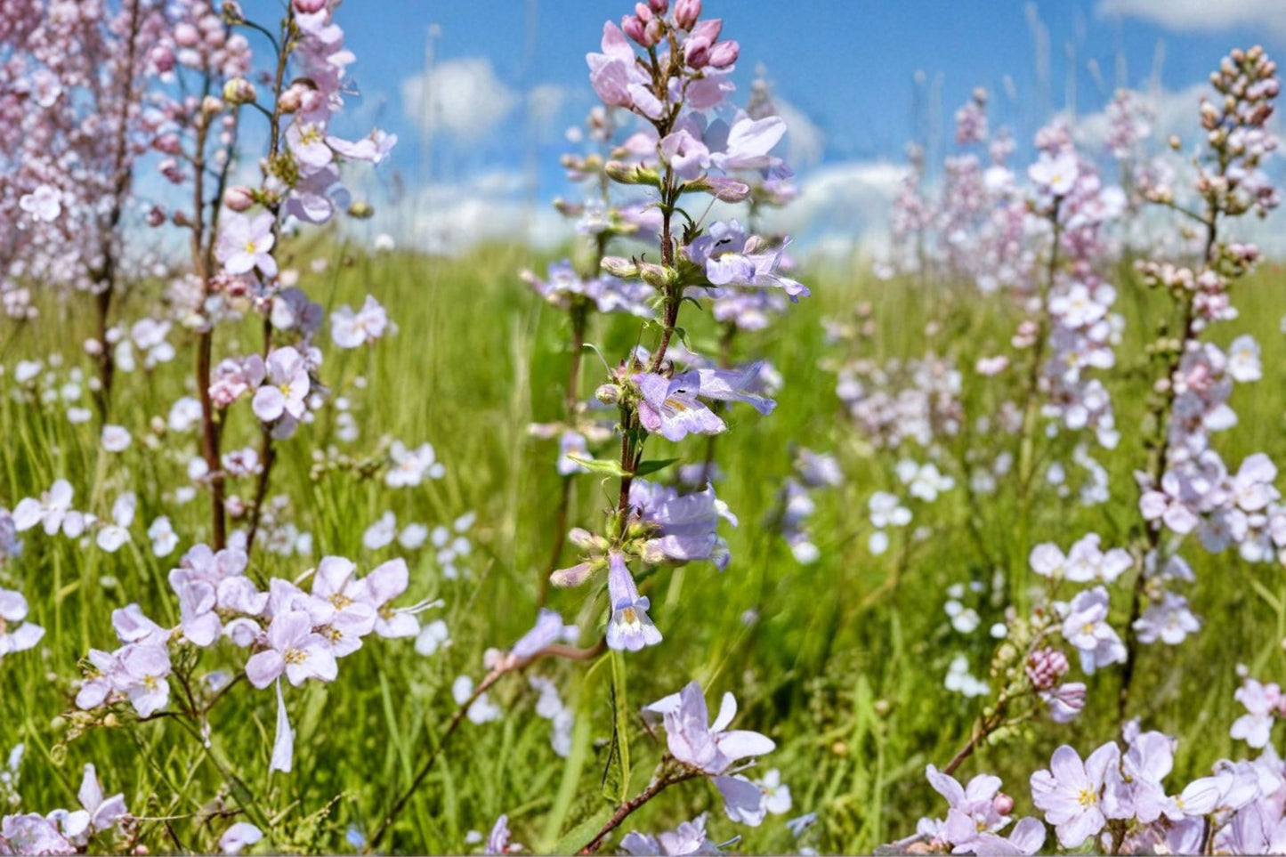Slender Beardtongue Live Plant | Penstemon gracilis | Native Pollinator Perennial Starter Plant