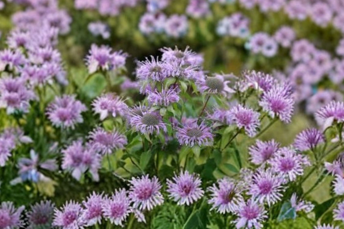 Wild Bergamot Live Plant | Monarda fistulosa | Native Pollinator Perennial Starter Plant