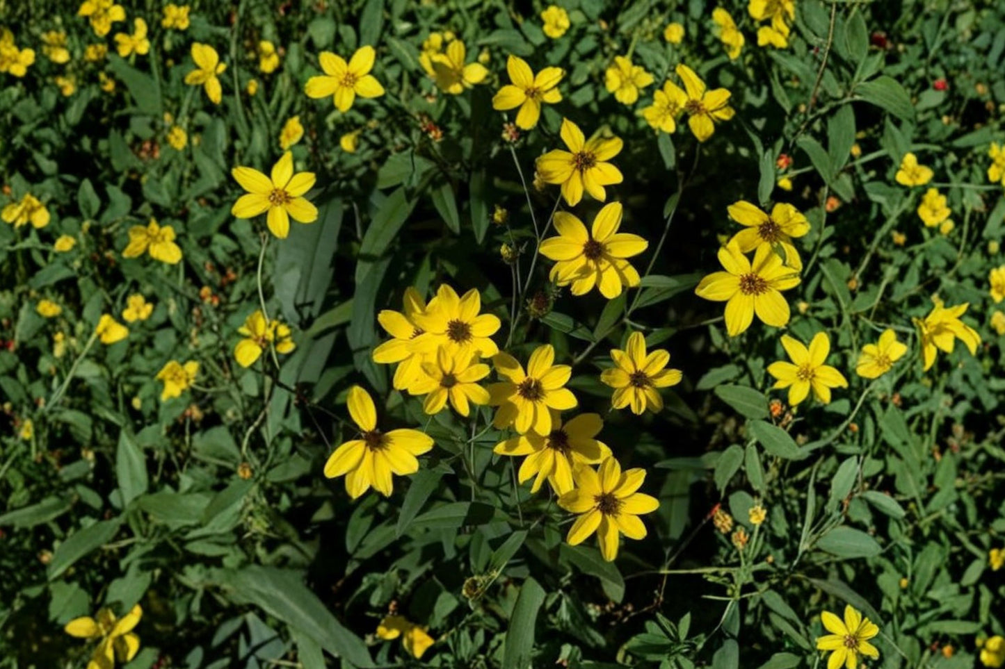 Tall Coreopsis Live Plant | Coreopsis tripteris | Native Pollinator Perennial Starter Plant