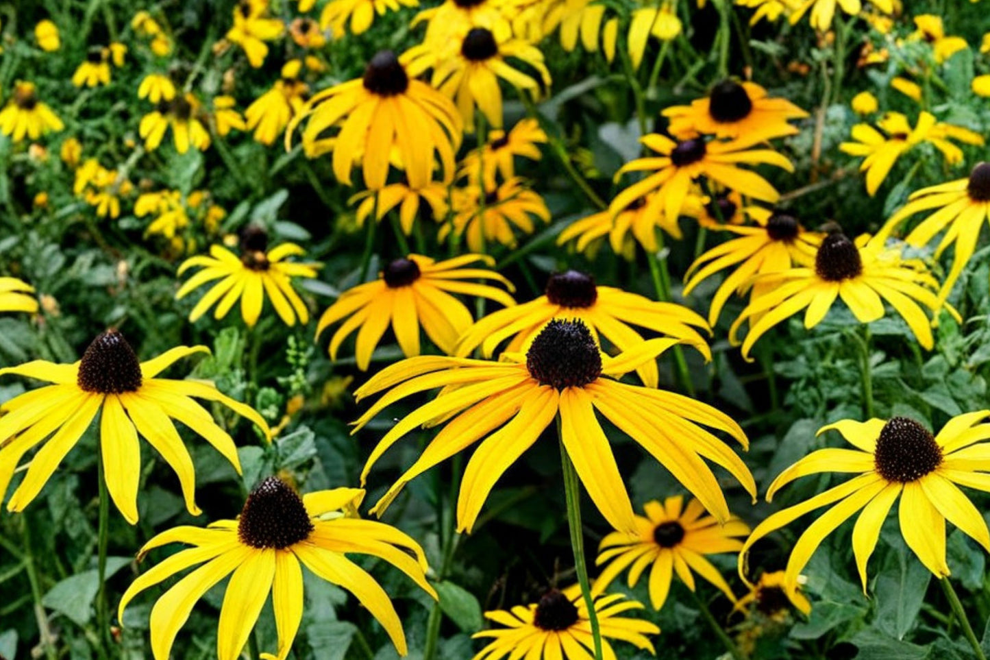 Sweet Black-Eyed Susan Live Plant | Rudbeckia subtomentosa | Native Pollinator Perennial Starter Plant