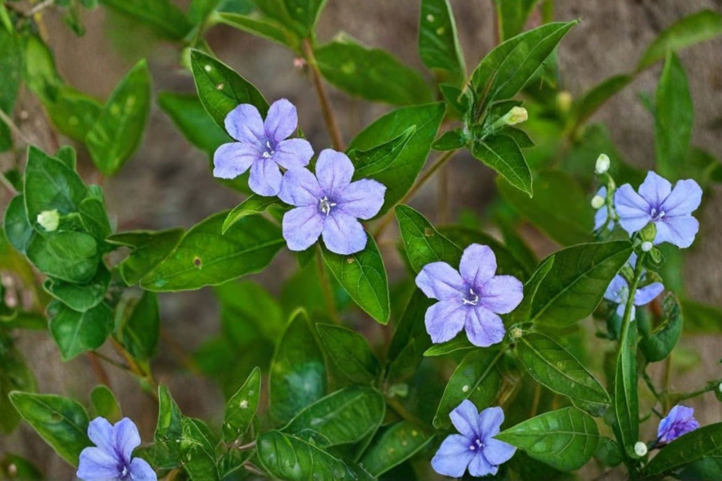 Wild Petunia Live Plant | Ruellia humilis | Native Pollinator Perennial Starter Plant