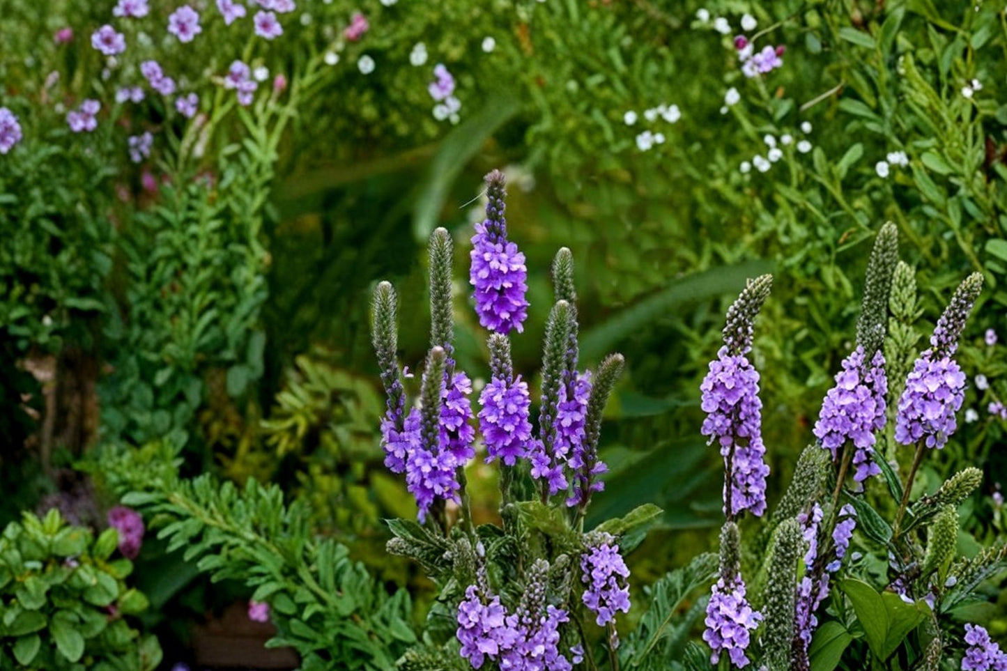 Hoary Vervain Live Plant | Verbena stricta | Native Pollinator Perennial Starter Plant