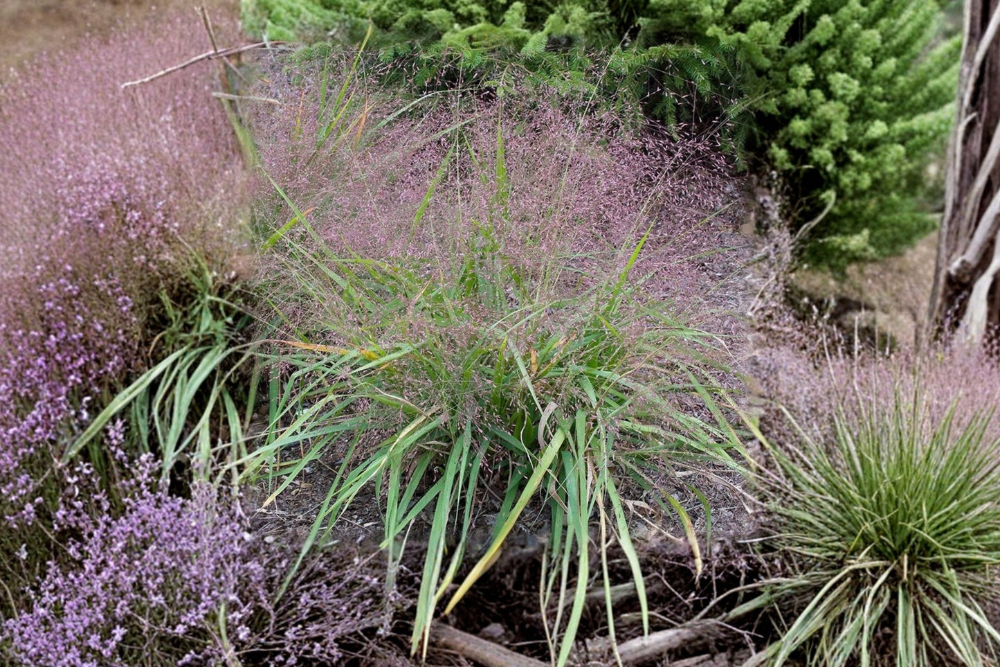 Purple Lovegrass Live Plant | Eragrostis spectabilis | Native Ornamental Grass Starter Plant