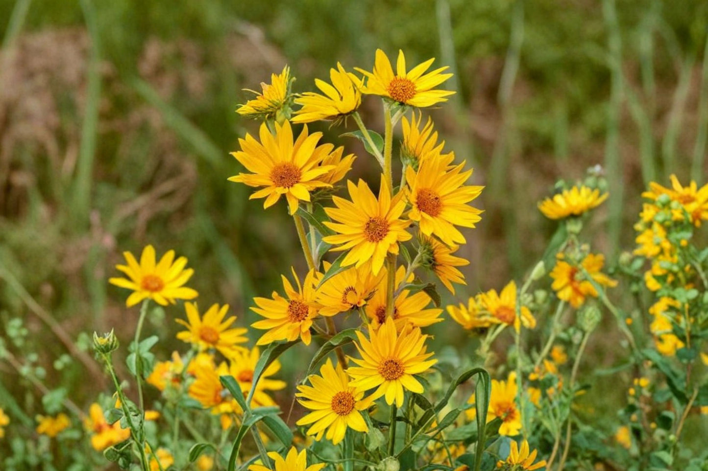 Maximilian Sunflower Live Plant | Helianthus maximiliani | Native Pollinator Perennial Starter Plant