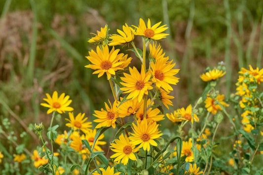 Maximilian Sunflower Live Plant | Helianthus maximiliani | Native Pollinator Perennial Starter Plant