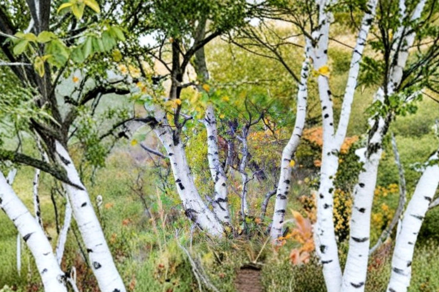 Paper Birch Live Tree | Betula papyrifera | Native White Birch Starter Tree