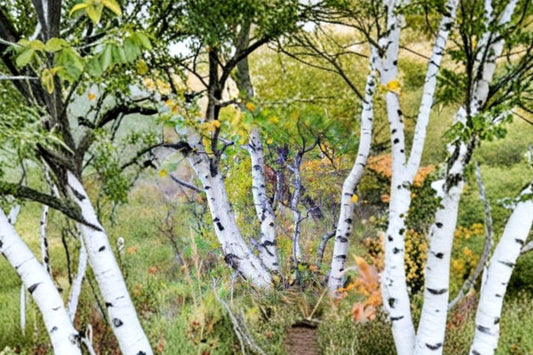 Paper Birch Live Tree | Betula papyrifera | Native White Birch Starter Tree
