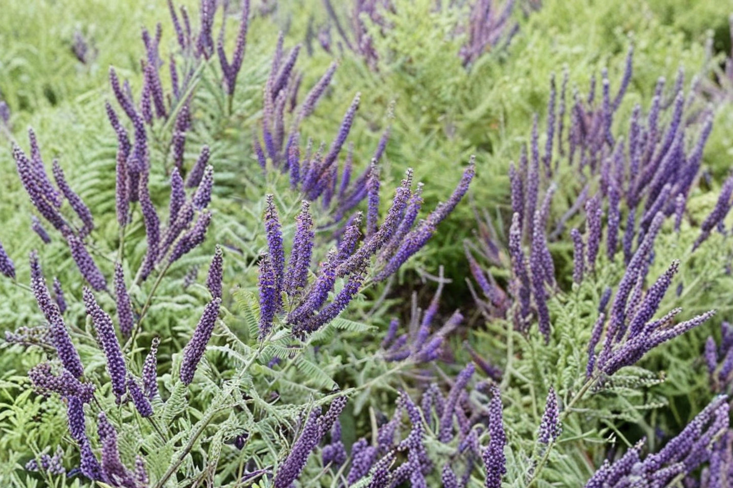 Lead Plant Live Plant | Amorpha canescens | Native Pollinator Perennial Starter Plant | Read Listing