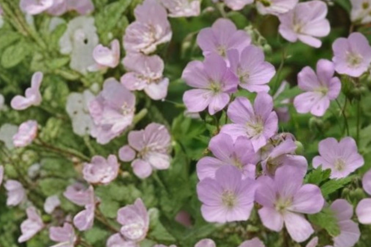 Wild Geranium Live Plant | Geranium maculatum | Native Woodland Pollinator Starter Plant