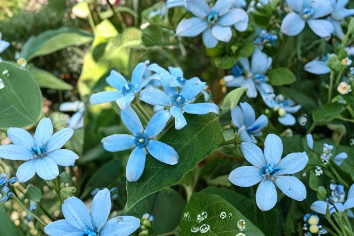 Blue Tweedia Live Plant | Tweedia caerulea | Blue Milkweed Vine Starter Plant