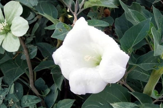 Sacred Thorn Apple Live Plant | Datura wrightii | Moonflower Starter Plant