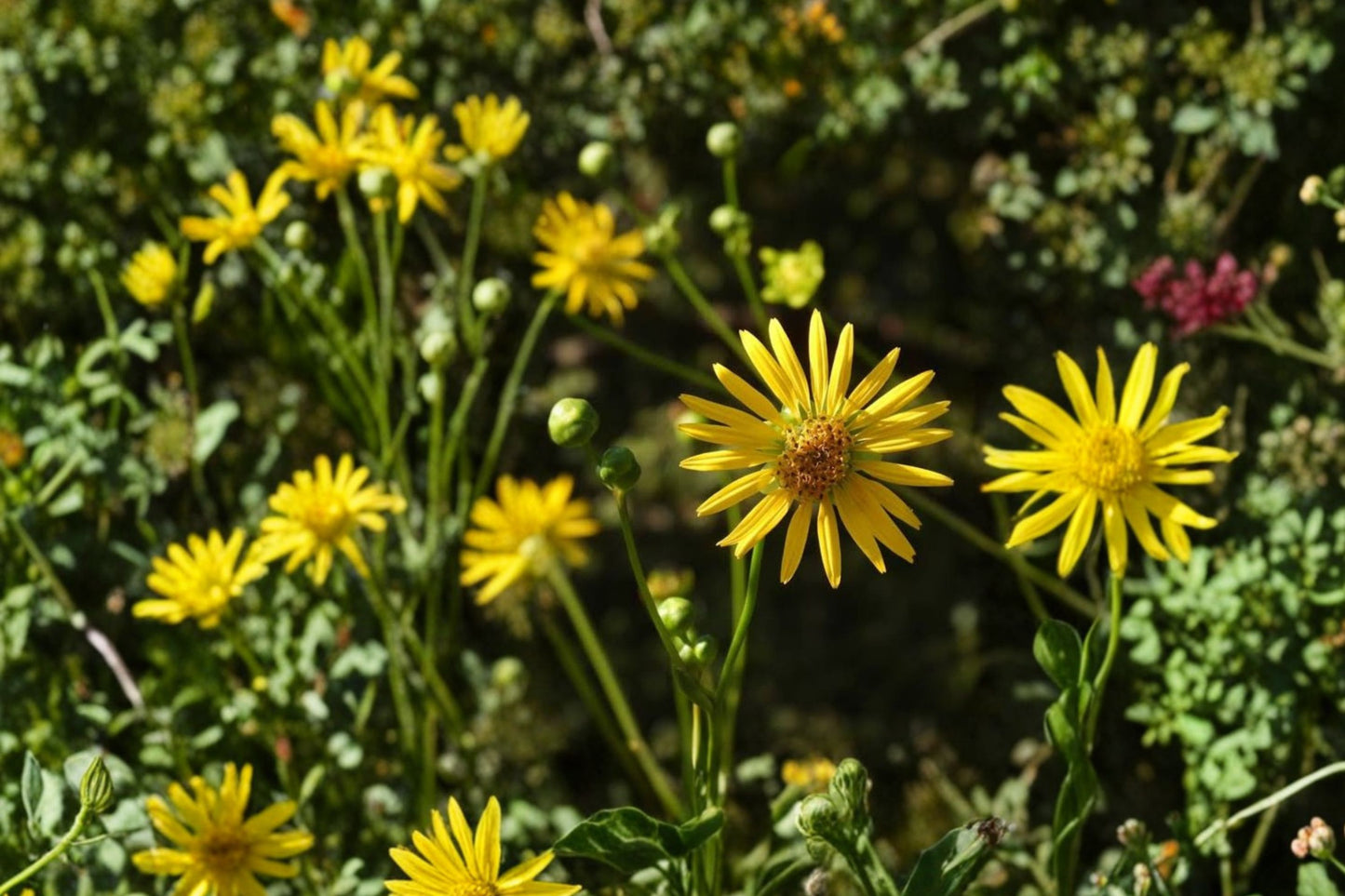 Prairie Dock Live Plant | Silphium terebinthinaceum | Native Pollinator Perennial Starter Plant
