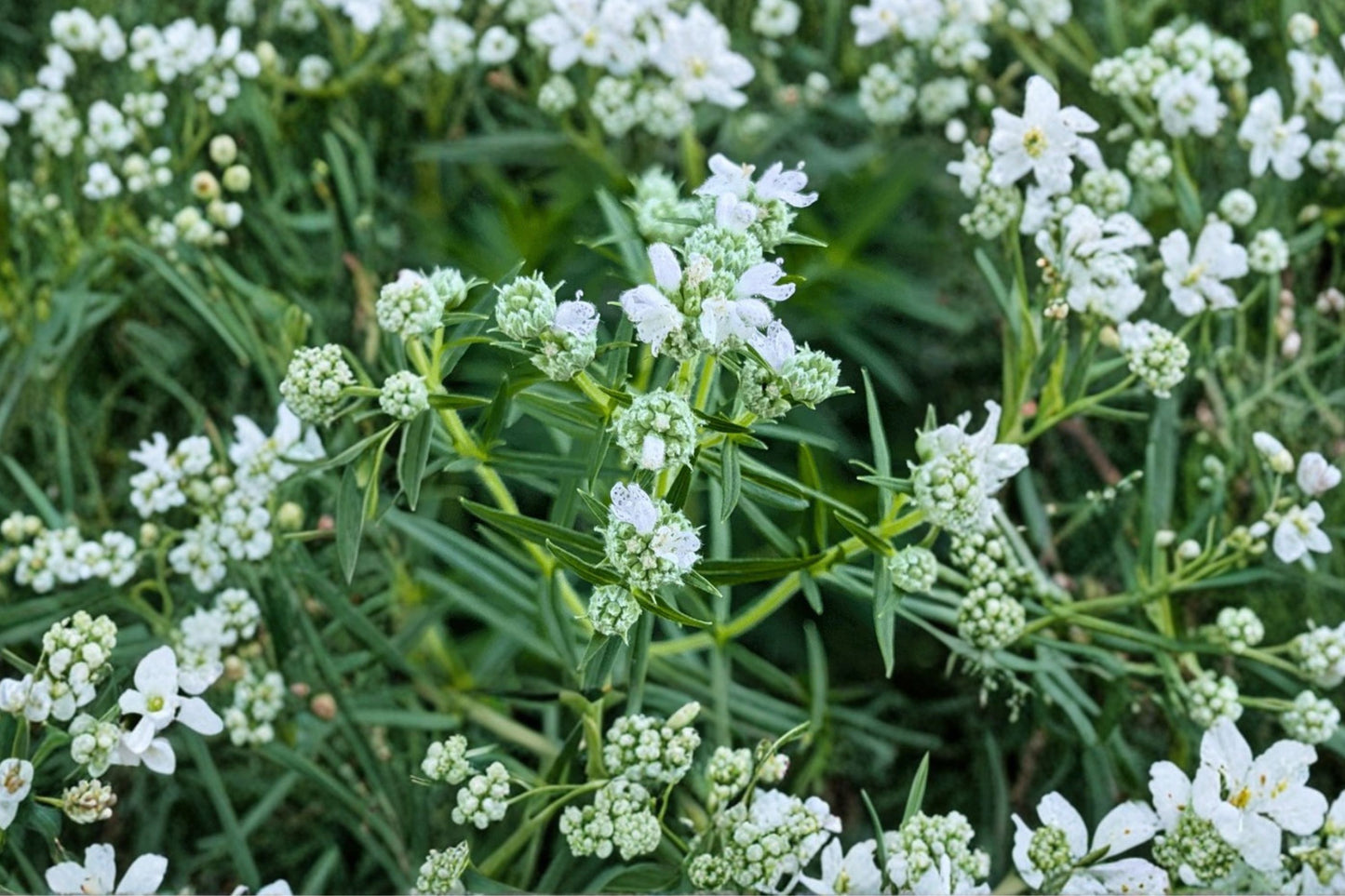 Mountain Mint Live Plant | Pycnanthemum virginianum | Native Pollinator Herb Starter Plant