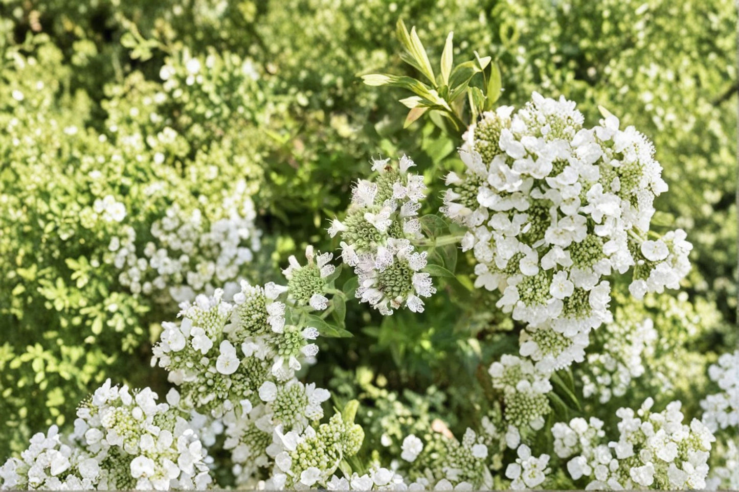 Hairy Mountain Mint Live Plant | Pycnanthemum verticillatum var. pilosum | Native Pollinator Herb Starter Plant