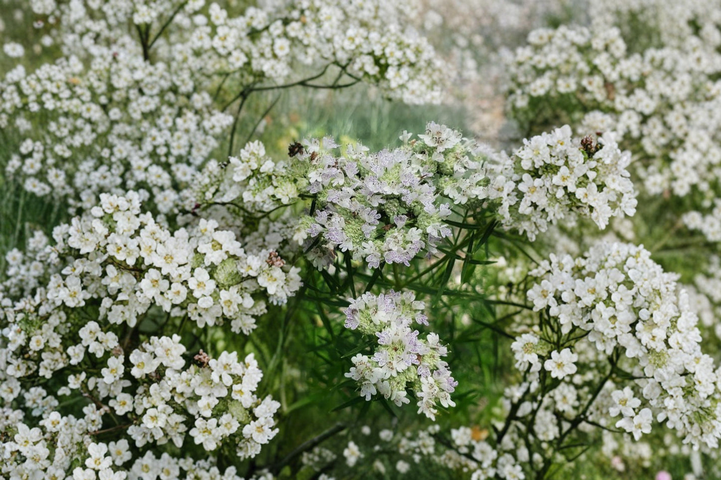 Slender Mountain Mint Live Plant | Pycnanthemum tenuifolium | Native Pollinator Herb Starter Plant