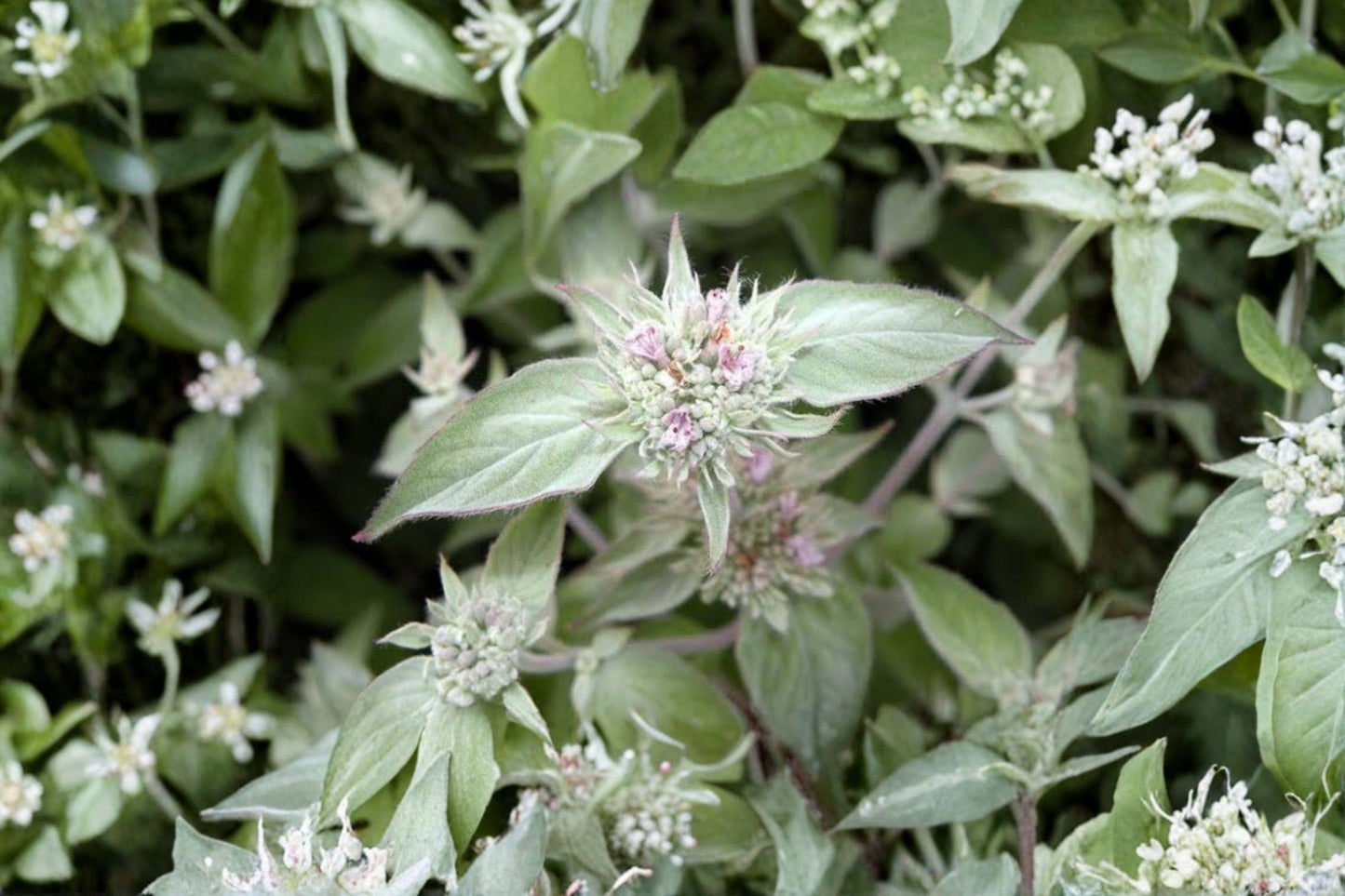 Hoary Mountain Mint Live Plant | Pycnanthemum incanum | Native Pollinator Herb Starter Plant