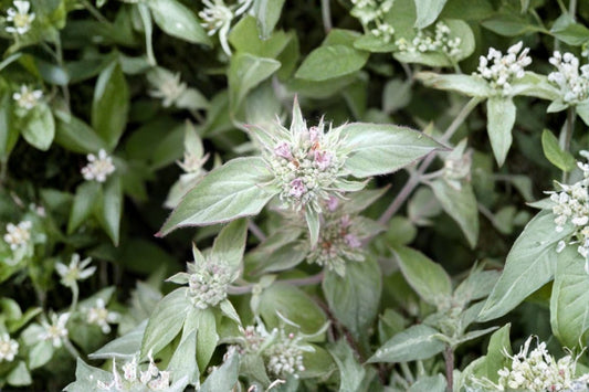 Hoary Mountain Mint Live Plant | Pycnanthemum incanum | Native Pollinator Herb Starter Plant