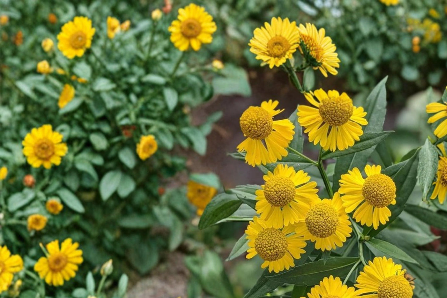 Sneezeweed Live Plant | Helenium autumnale | Native Pollinator Perennial Starter Plant