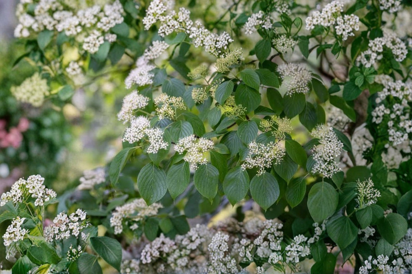 Pagoda Dogwood Live Shrub | Cornus alternifolia | Native Flowering Starter Shrub