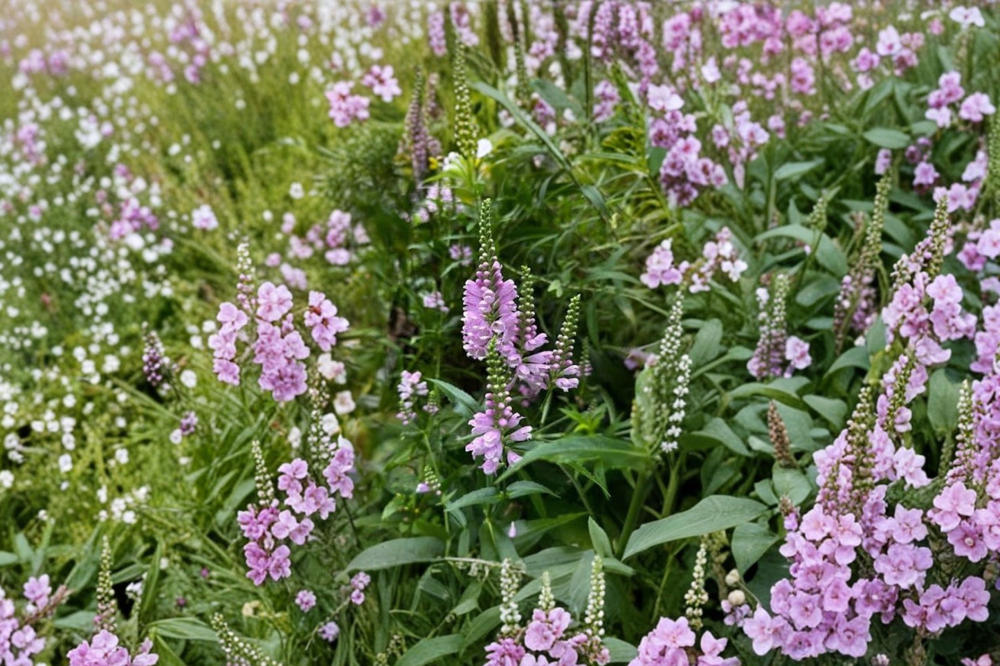 Obedient Plant Live Plant | Physostegia virginiana | Native Pollinator Perennial Starter Plant