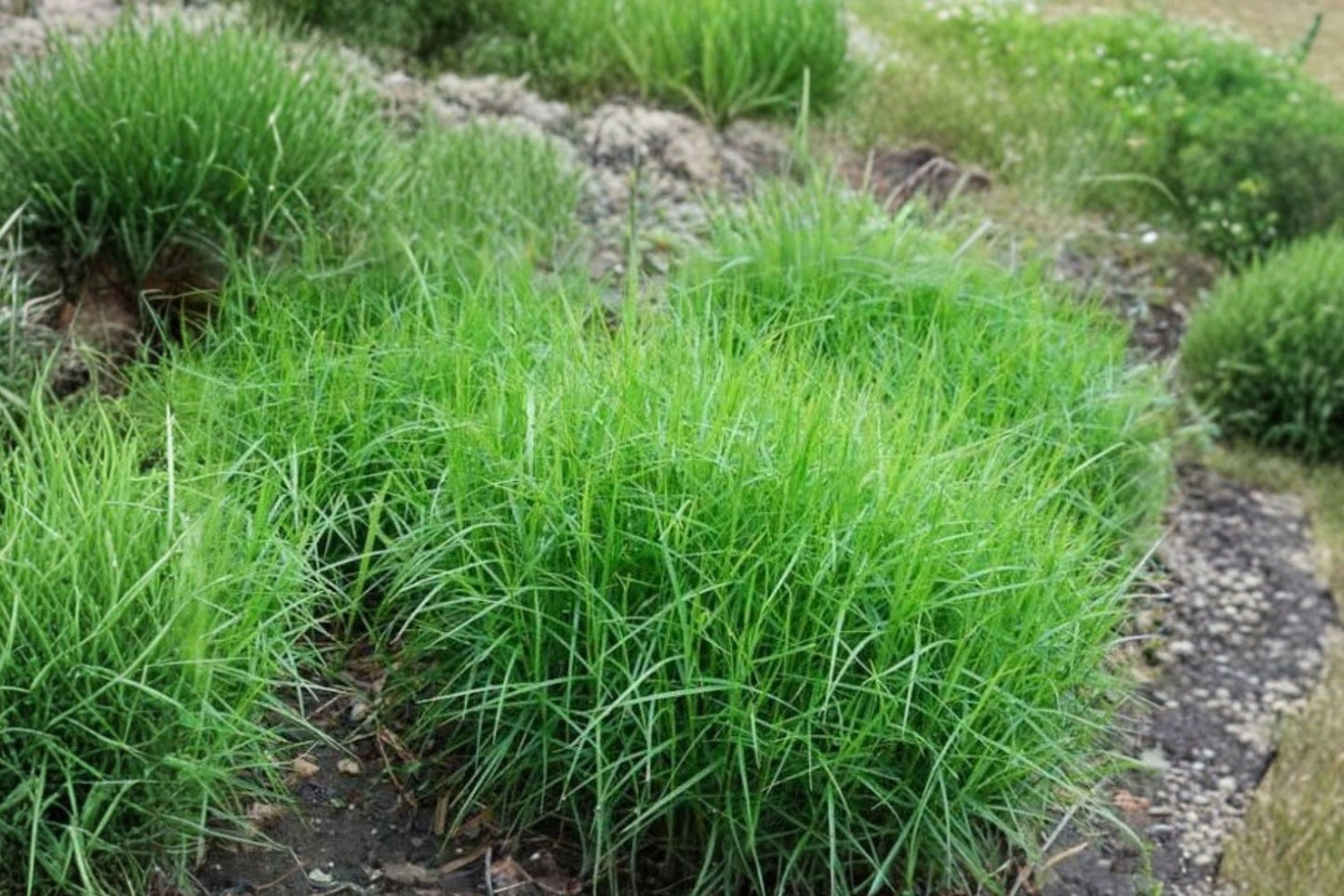 Palm Sedge Live Plant | Carex muskingumensis | Native Ornamental Grass Starter Plant