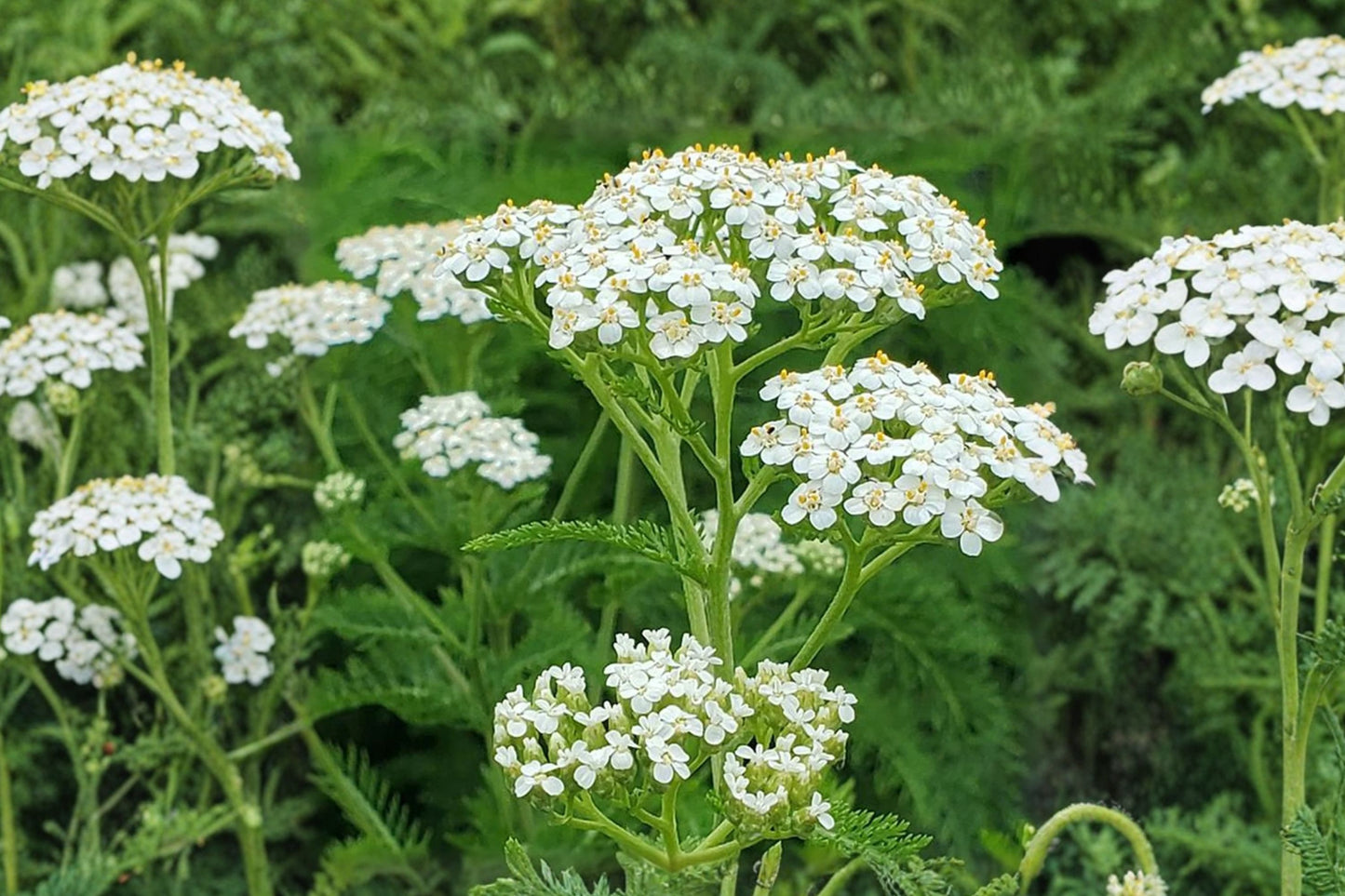 Common Yarrow Live Plant | Achillea millefolium | Native Pollinator Perennial Starter Plant