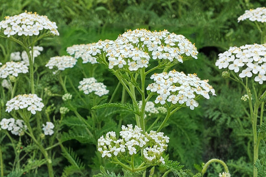 Common Yarrow Live Plant | Achillea millefolium | Native Pollinator Perennial Starter Plant