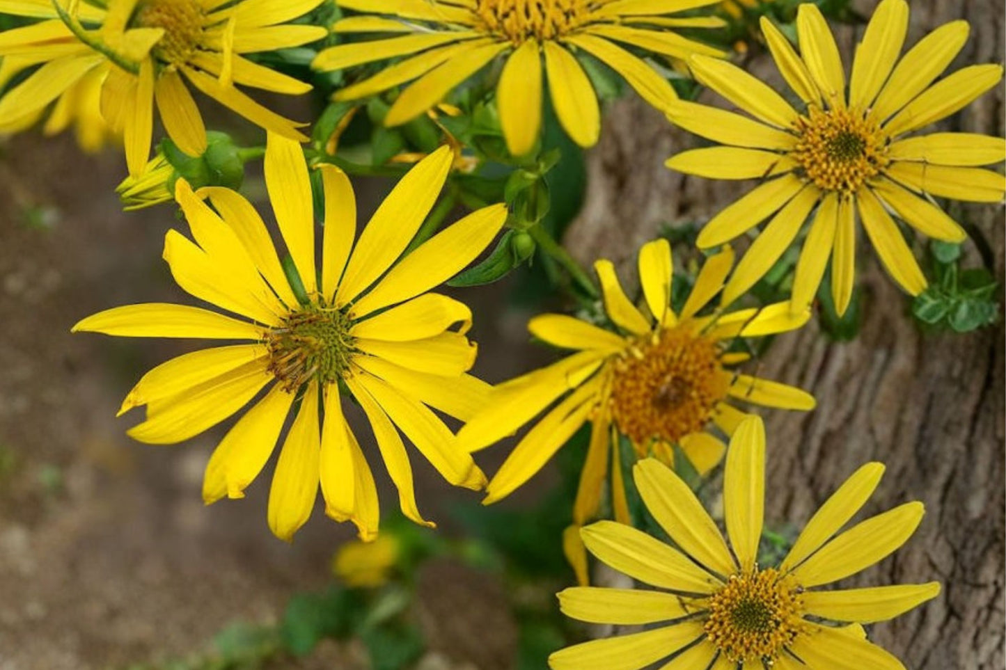 Rosinweed Live Plant | Silphium integrifolium | Native Pollinator Perennial Starter Plant