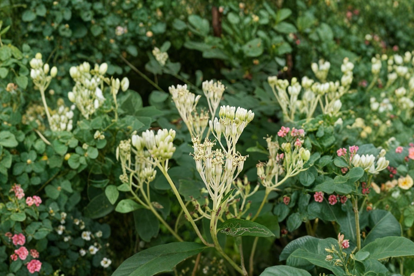 Pale Indian Plantain Live Plant | Arnoglossum atriplicifolium | Native Pollinator Perennial Starter Plant