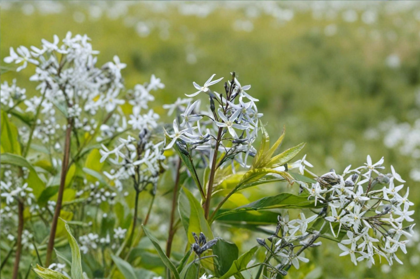 Ozark Bluestar Live Plant | Amsonia illustris | Native Pollinator Perennial Starter Plant