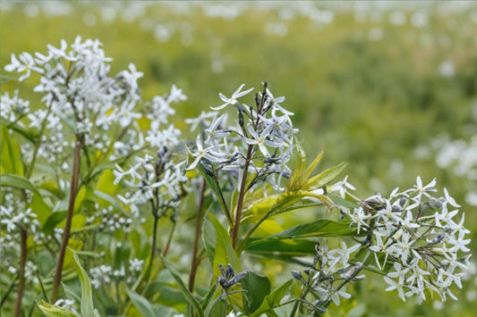 Ozark Bluestar Live Plant | Amsonia illustris | Native Pollinator Perennial Starter Plant