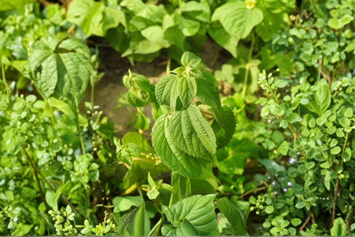 False Nettle Live Plant | Boehmeria cylindrica | Native Butterfly Host Starter Plant