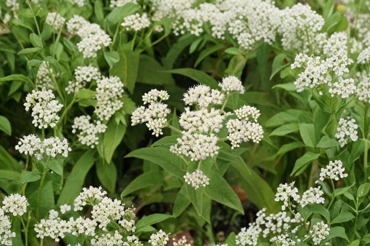 Boneset Live Plant | Eupatorium perfoliatum | Native Pollinator & Butterfly Starter Plant