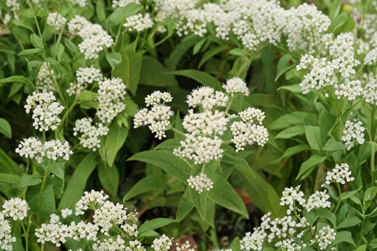 Boneset Live Plant | Eupatorium perfoliatum | Native Pollinator & Butterfly Starter Plant