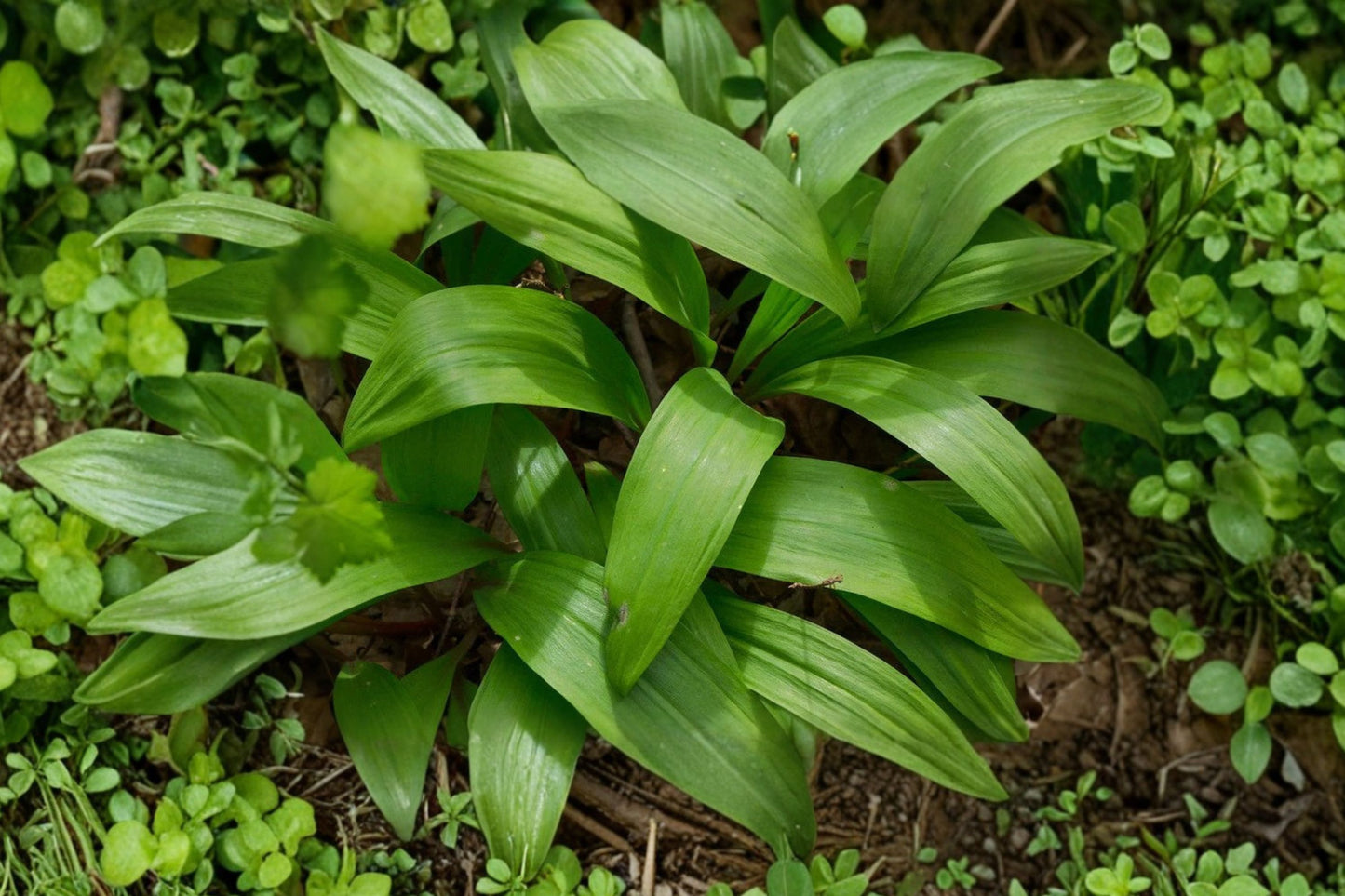 Wild Leek Ramps Live Plant | Allium tricoccum | Native Woodland Starter Plant | Ships Dormant