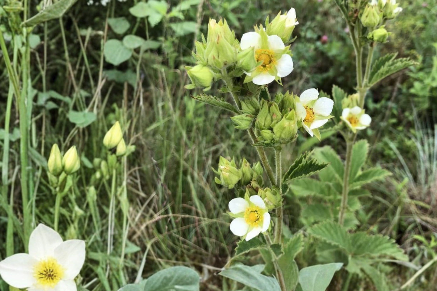 Prairie Cinquefoil Live Plant | Drymocallis arguta | Native Pollinator Perennial Starter Plant