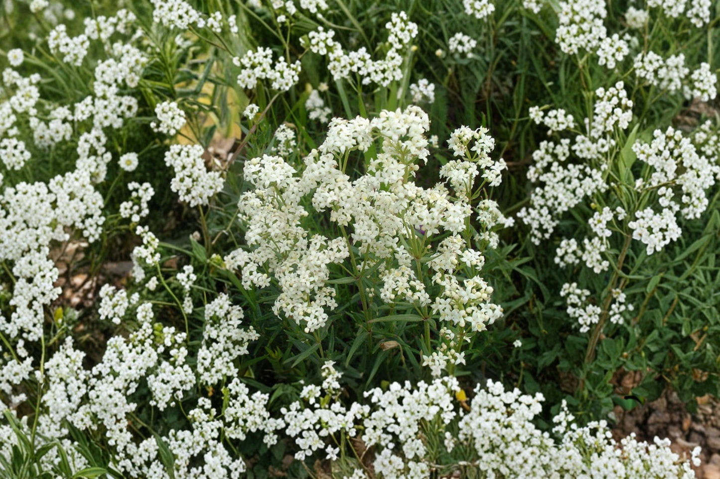 Northern Bedstraw Live Plant | Galium boreale | Native Pollinator Perennial Starter Plant
