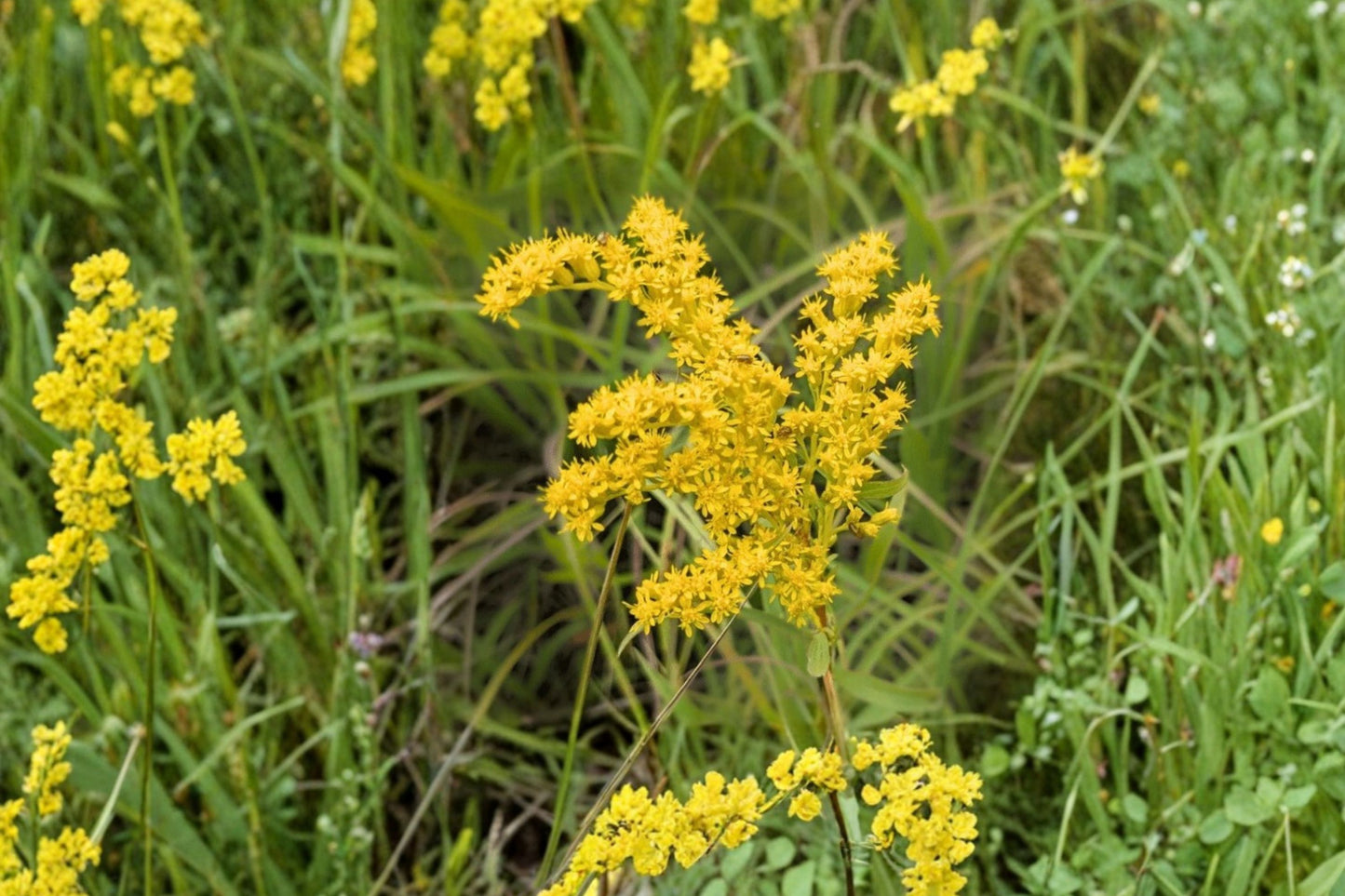 Stiff Goldenrod Live Plant | Solidago rigida | Native Pollinator Perennial Starter Plant